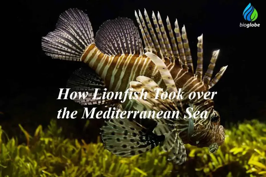 How Lionfish Took over the Mediterranean Sea 1 How Lionfish Took over the Mediterranean Sea