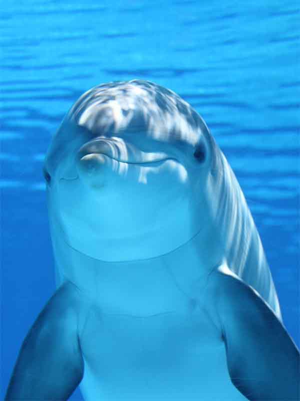Dolphin